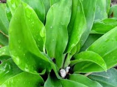 একাংগি