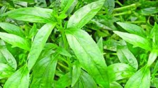কালোমেঘ