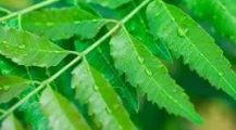 নিম পাতা
