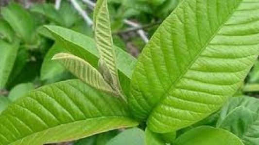 পেয়ারা পাতা