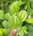 বড়ই পাতা